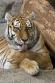 /album/galeria-de-fotos/a250pxpanthera-tigris-jpg/